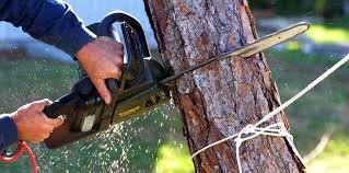 Best Weed Control  in Somerset, MD