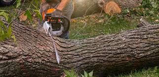 Professional Tree Care in Somerset, MD