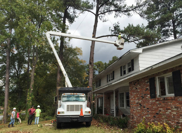 How Our Tree Care Process Works  in  Somerset, MD