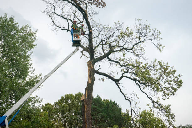 Best Firewood Processing and Delivery  in Somerset, MD
